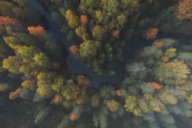 istock Picturesque forest location. Winding river. Multicolored trees. Air view. 1446884569
