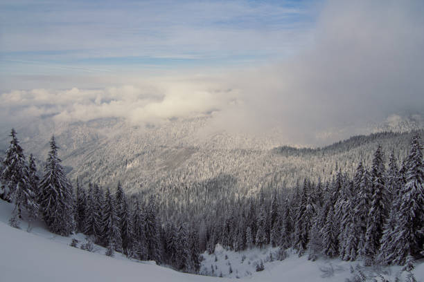 Carpathian montane forest in winter landscape photo. Beautiful nature scenery photography with clouds on background. Idyllic scene. High quality picture for wallpaper, travel blog, magazine, article