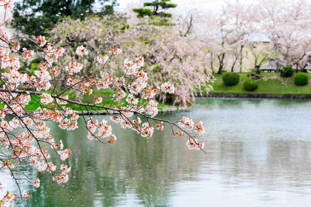 istock Cherry Blossoms Park in Saga Prefecture 1446888413