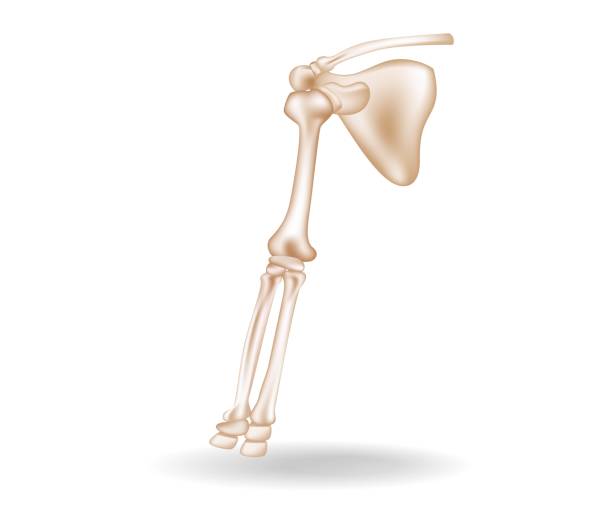 istock Isometric flat 3d illustration of human hand bones anatomy concept 1446889688