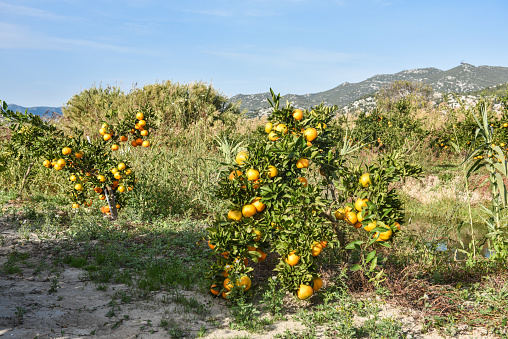 Tangerine plantation, Neretva valley, Croatia