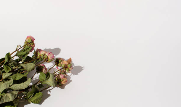 istock Beautiful dry rose flowers on bright background. Still life composition. 1446890160