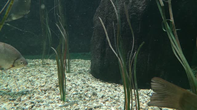 freshwater fish in the aquarium that also occur in the Danube