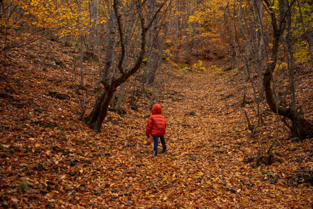 Little boy having fun during stroll in the forest at sunny autumn day. Child playing maple leaves. Hiking with little kids.