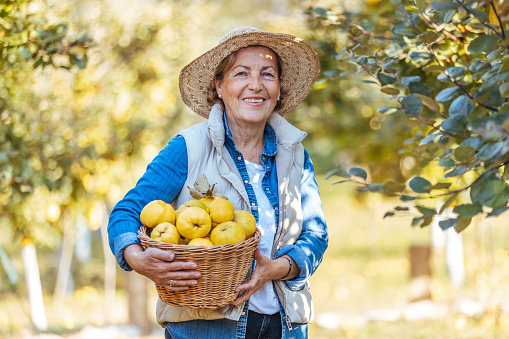 Senior woman picking quinces, looking at camera.