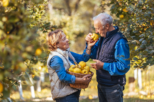 Senior couple harvesting quinces in their orchard