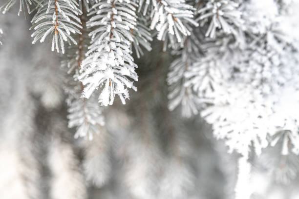 istock Christmas fir tree covered with frost during winter cold days. 1446893023