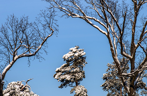 Pines and oaks covered with snow against a blue sky. Selective focus.