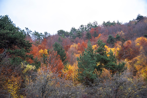 Beautiful autumn colors of Forest House  and lake reflection in Boraboy Lake