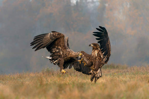 istock A pair of battling White tailed eagles (Haliaeetus albicilla) appear to be performing karate mid-air. 1446894741