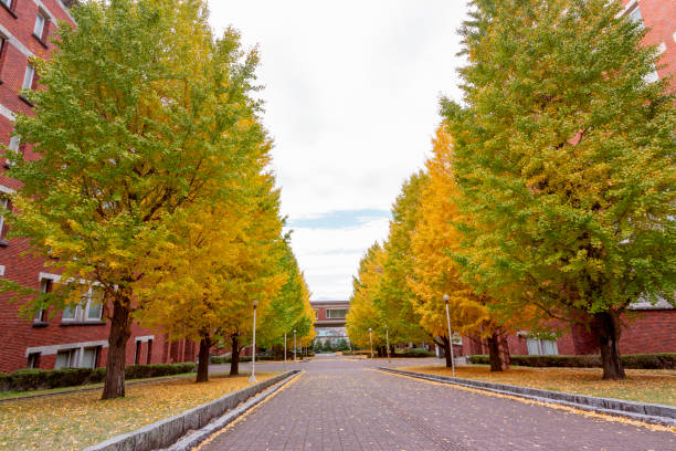 istock Beautiful  autumn  with ginkgo tree. 1446895632