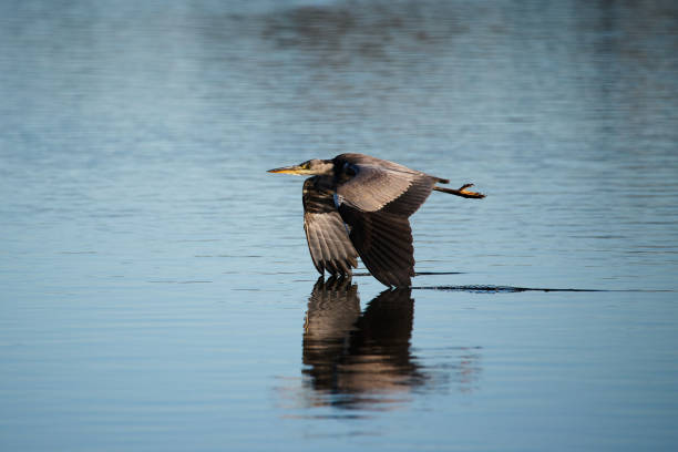A young heron's wings make brief contact with the water as it flies low over a lake. Taken in southeast England.