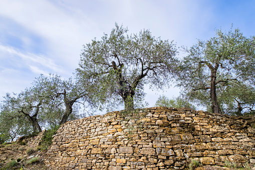 Olive trees in the Prino Valley