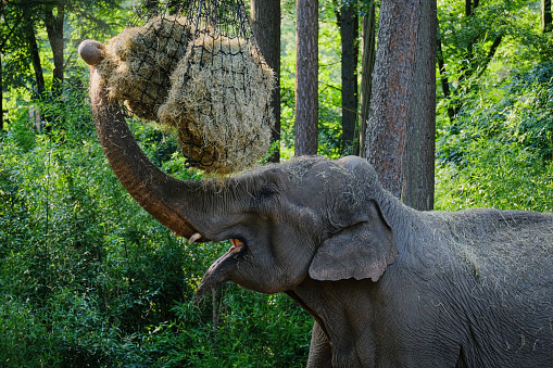 Open enclosures with elephants at Bergamo Zoo, Italy in Bergamo, Lombardy, Italy