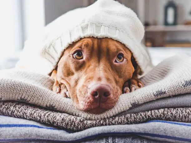 Photo of Lovable puppy lies on a pile of sweaters