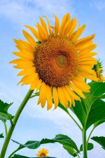 istock The Sunflower, winter in December 1446899420