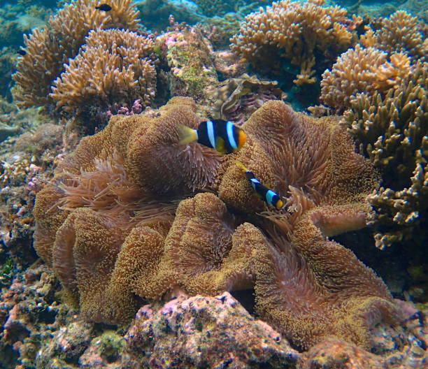 Mansuar island, Raja Ampat, West Papoua, Indonesia