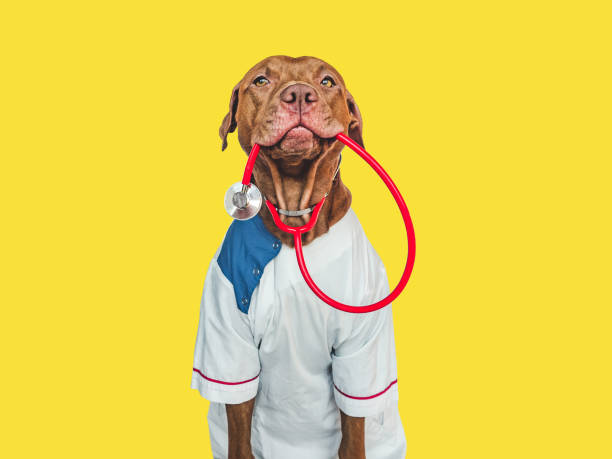 istock Lovable, pretty puppy, wearing a doctor's coat 1446902956