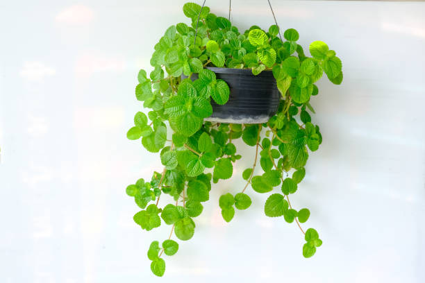 Creeping Charlie Pilea nummulariifolia (Creeping Charlie) hangs on a white wall background. Fresh green leaves herbaceous plant with succulent stems in black pot, (aroma is like a mint) for modern interior decoration pilea nummulariifolia stock pictures, royalty-free photos & images