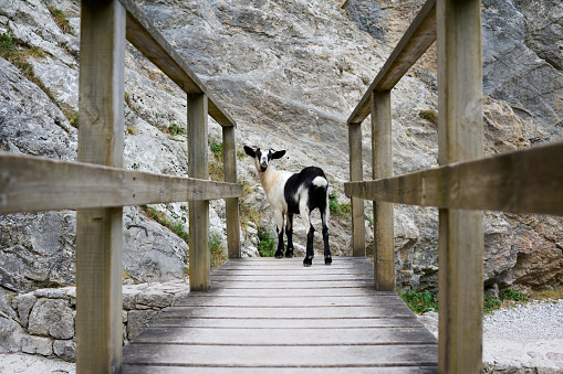 A goat looks back towards us over a bridge. Located along a path following the Cares river in the Picos de Europa, northern Spain.