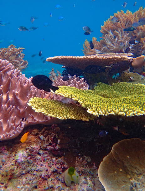 istock corals and school of fish 1446904887