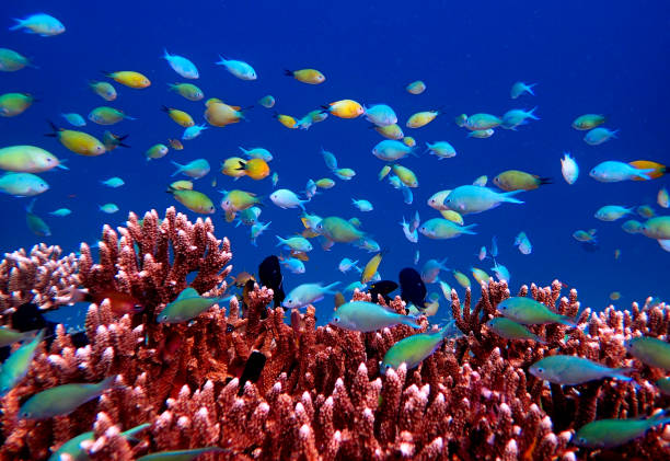istock corals and school of fish 1446906040
