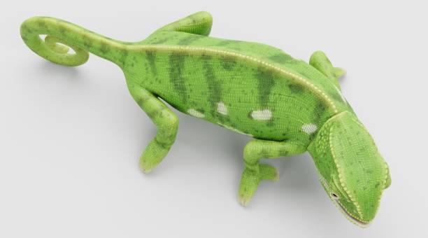 istock Realistic 3D Render of Flap Necked Chameleon 1446906283