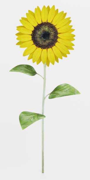 istock Realistic 3D Render of Sunflower 1446906872