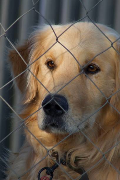 istock Golden retriever portrait 1446906994