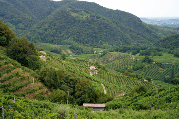 istock Vineyards along the Road of Prosecco e Conegliano Vines 1446908444