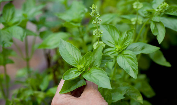 istock Basil harvest in the medicinal and herbal garden. 1446909417