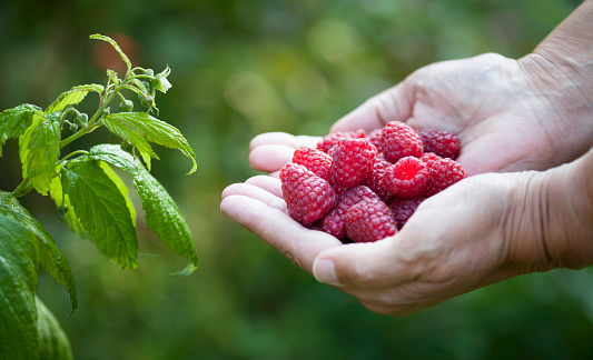 Raspberry harvest -  collecting ripe fruit of rubus idaeus by the female picker.