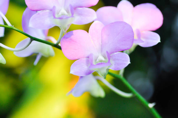 istock purple orchid flower or orchidaceae 1446909564