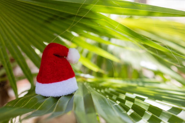 Santa hat on Palm Tree. 