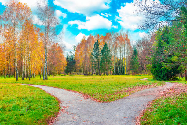 Autumn park, yellow fall trees and cross roads