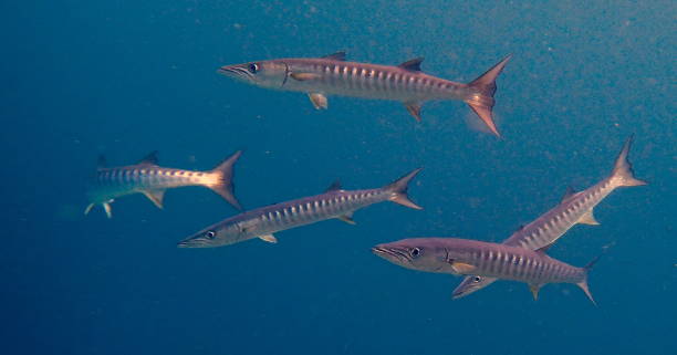 istock school of Blackfin barracuda (Sphyraena qenie) 1446913878