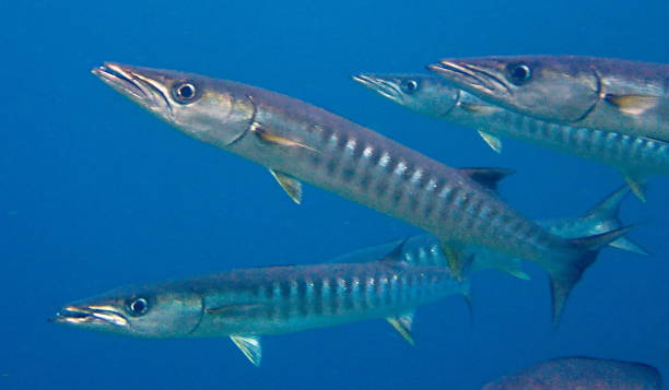 istock school of Blackfin barracuda (Sphyraena qenie) 1446914006