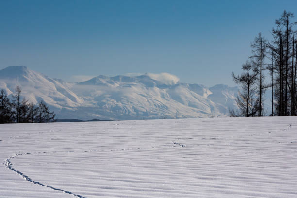 istock Snowfields, larch forests and mountains with a blue sky 1446915908