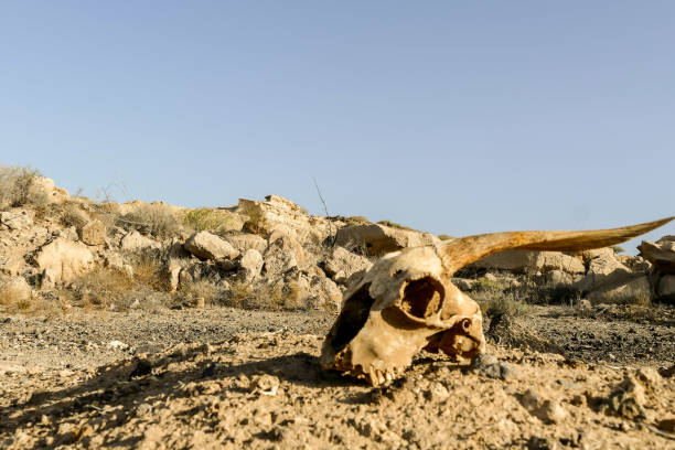 istock Dry Goat Skull Bone, Goat Skull background in the desert 1446917676