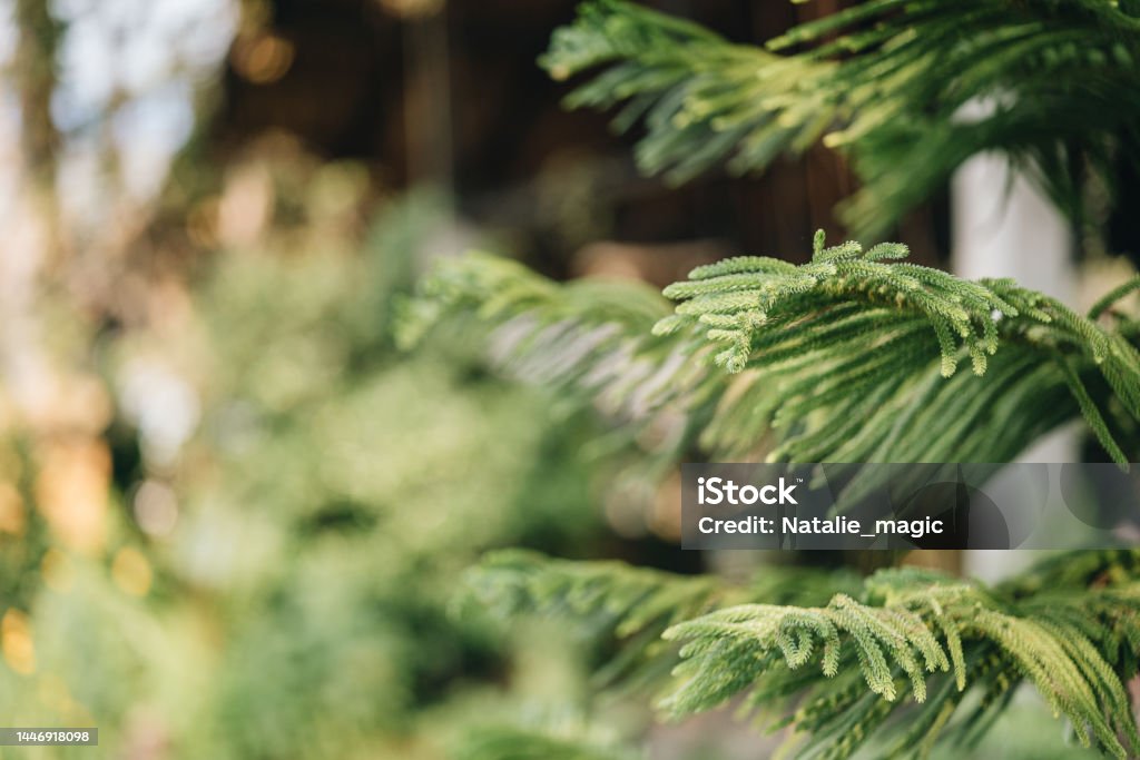 close up of Norfolk Island pine at foreground. close up of Norfolk Island pine at foreground Agriculture Stock Photo