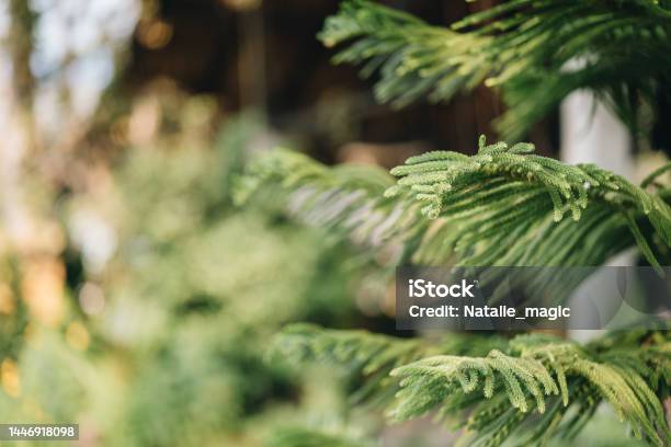 Close Up Of Norfolk Island Pine At Foreground Stock Photo - Download Image Now - Agriculture, Botany, Branch - Plant Part
