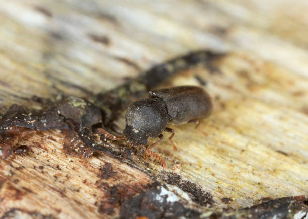 istock Death-watch beetle beetle, Ptilinus fuscus on aspen wood 1446918754