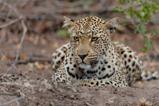 istock Leopard  in Sabi Sands game reserve 1446918820