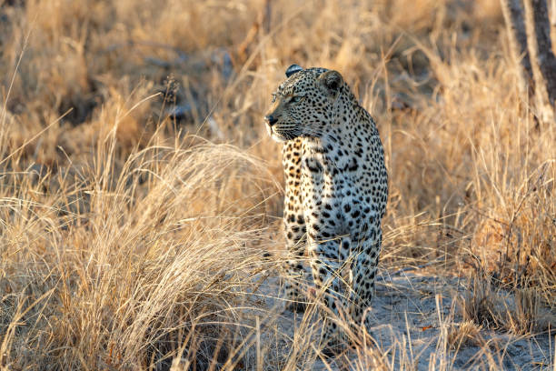 istock Leopard  in Sabi Sands game reserve 1446918880