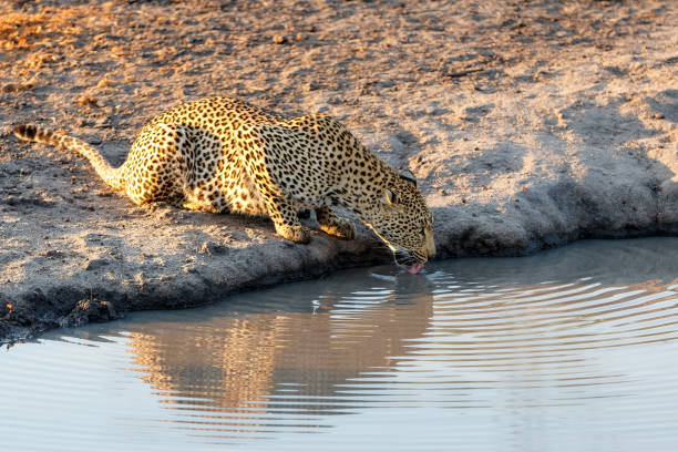 istock Leopard drinking in Sabi Sands game reserve 1446918920