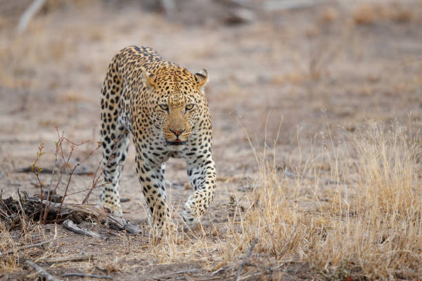 istock Leopard male in Sabi Sands game reserve 1446919044