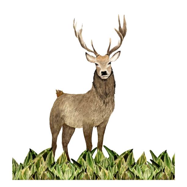 istock Nature grass deer green flower sketch watercolor 1446919142