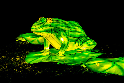 isolated frog prince