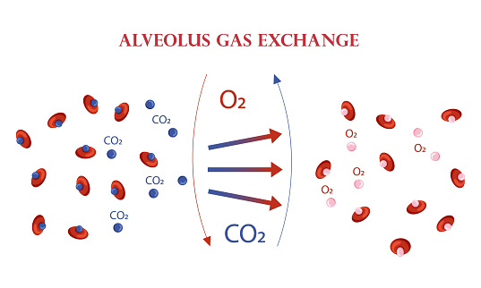 O2 In Co2 Out Oxygen And Carbon Dioxide Exchange Scheme In Alveoli Scheme Stock ...