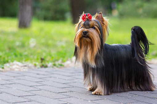cute dog breed yorkshire terrier with a beautiful hairstyle on a spring bright background for your wallpaper or background